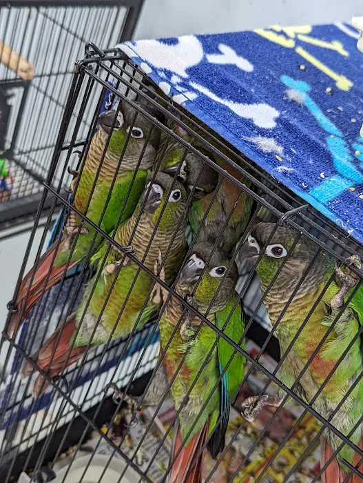 Adventure Birds of Bon Aqua Picture 7