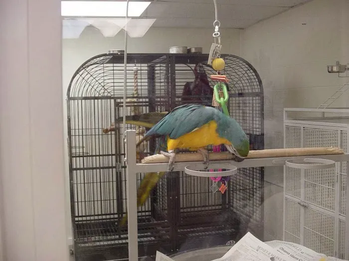 Adventure Birds of Bon Aqua Picture 9