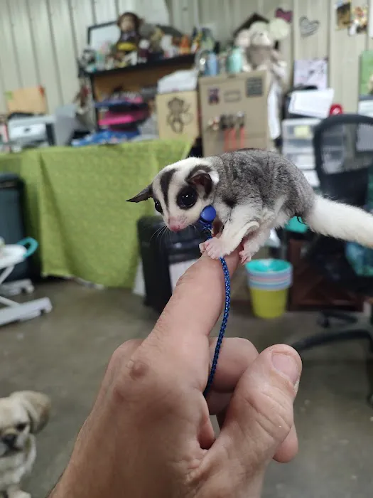 Sugargliders*R*us Picture 8