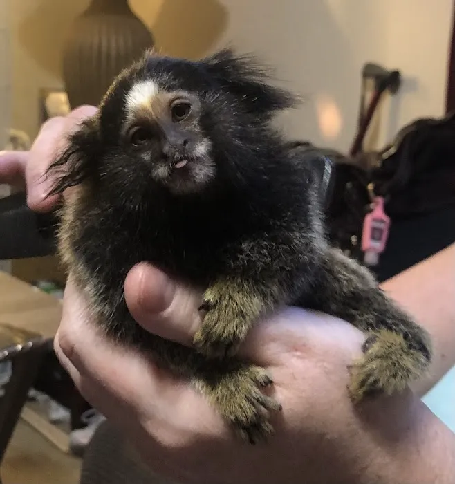 Sugargliders*R*us Picture 2