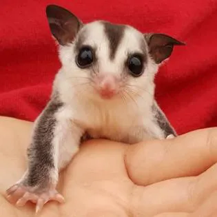Sugargliders*R*us Picture 6