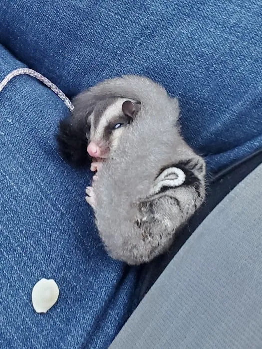 Sugargliders*R*us Picture 9