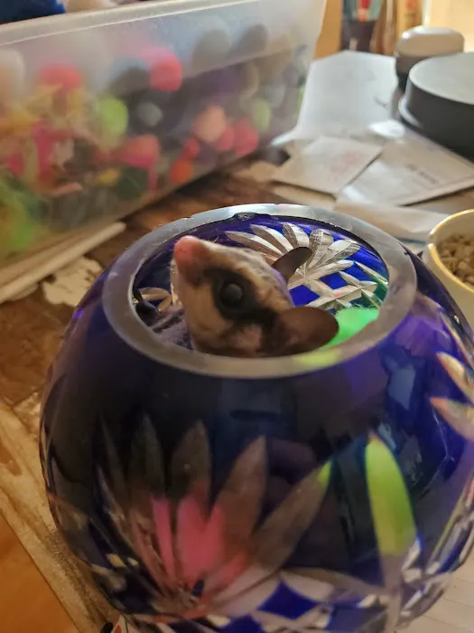 Sugargliders*R*us Picture 7