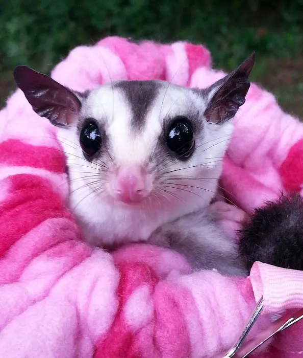 Sugargliders*R*us Picture 1