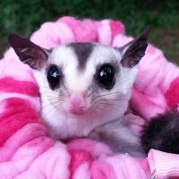 Sugargliders*R*us ico
