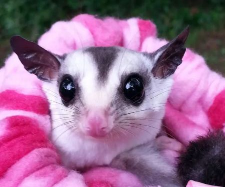 Sugargliders*R*us