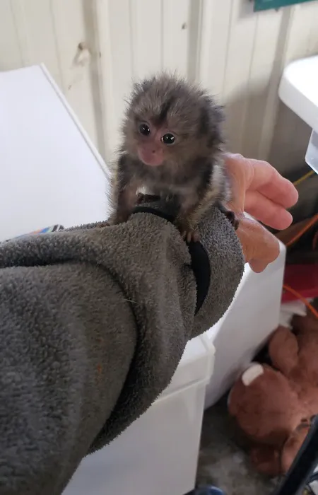Sugargliders*R*us Picture 4
