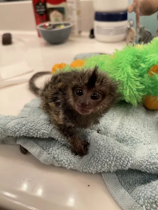 Sugargliders*R*us Picture 10