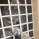 Petco