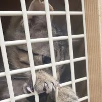 Petco ico