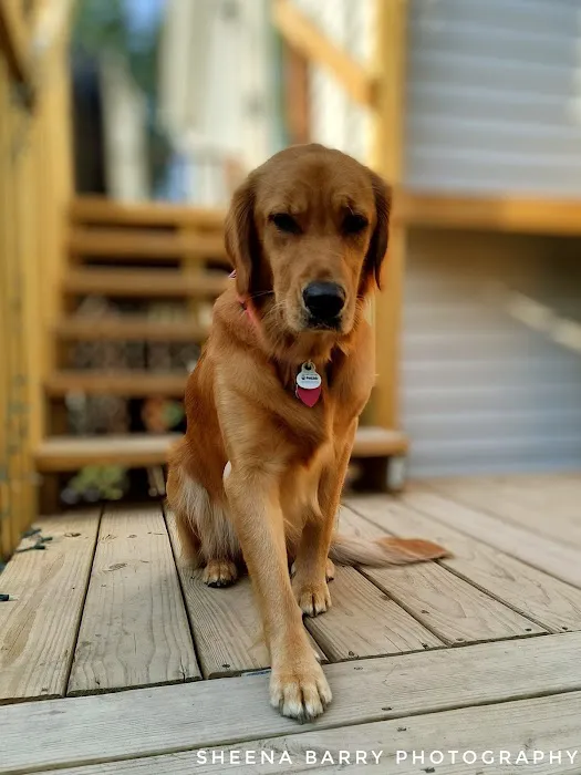The Country Vet Picture 6