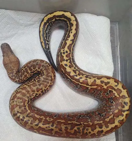 Clarksville Reef & Reptiles Picture 3