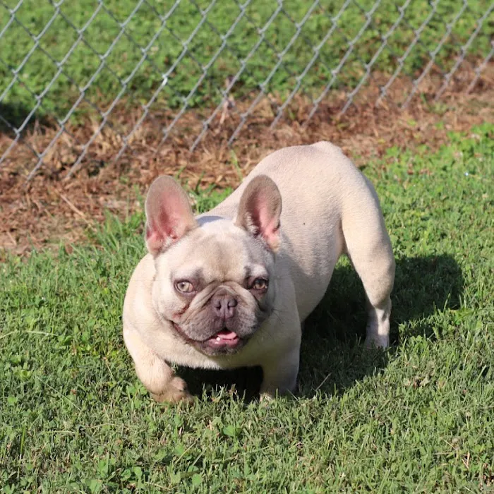 Xotic Pet Supplies Picture 5