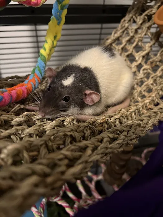 Rodent Country Pets Picture 9