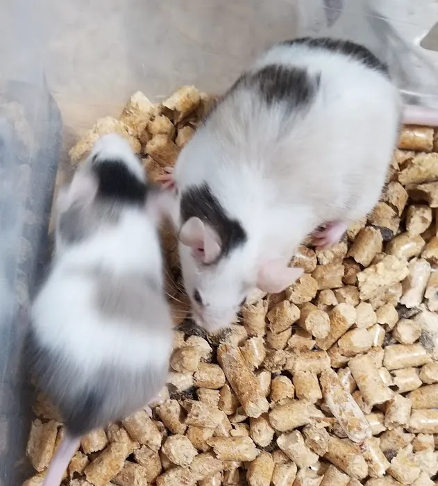 Rodent Country Pets Picture 8