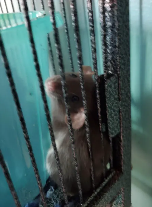 Rodent Country Pets Picture 6