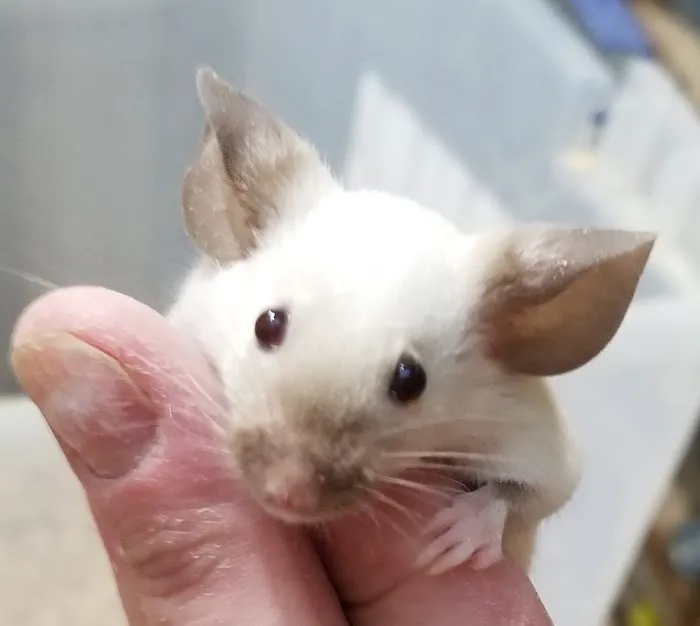 Rodent Country Pets Picture 2