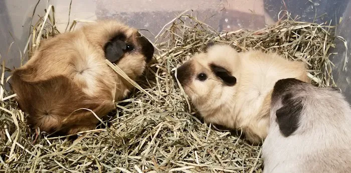 Rodent Country Pets Picture 10