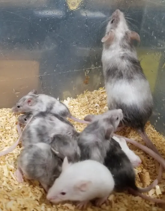 Rodent Country Pets Picture 5