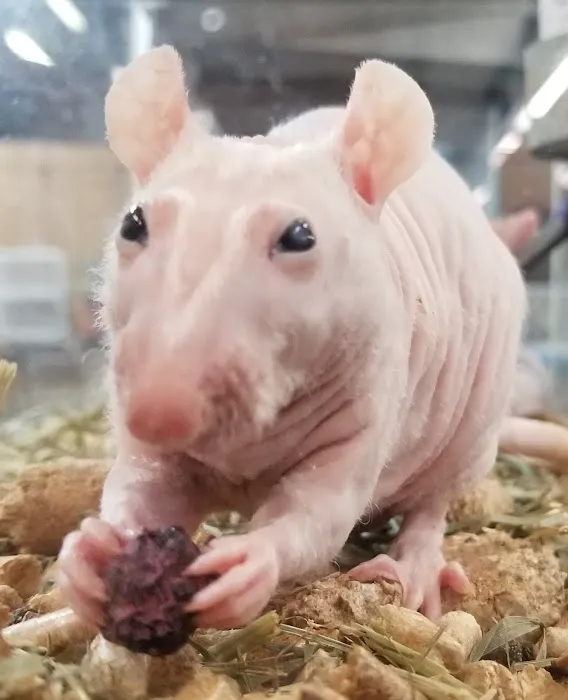 Rodent Country Pets Picture 4
