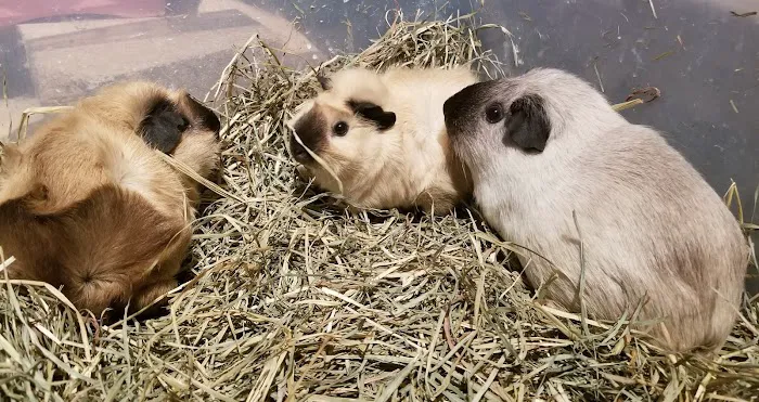 Rodent Country Pets Picture 1