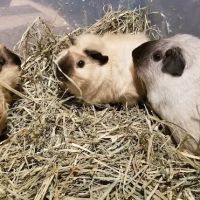 Rodent Country Pets ico
