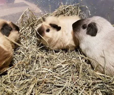 Rodent Country Pets