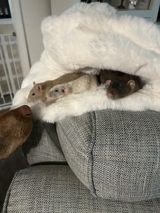 Rodent Country Pets Picture 7