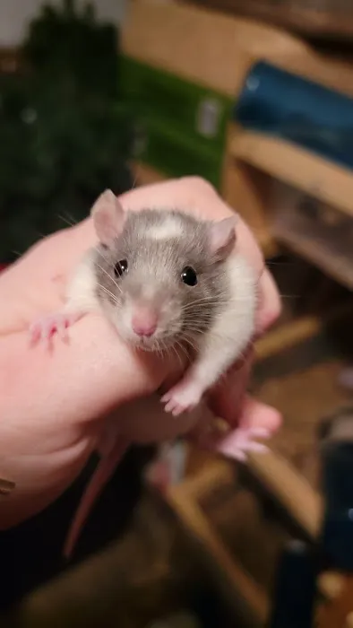 Rodent Fuel Picture 1