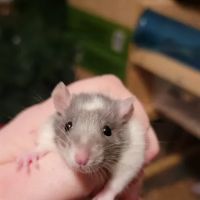 Rodent Fuel ico