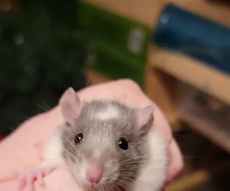Rodent Fuel