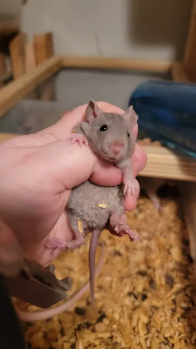 Rodent Fuel Picture 9