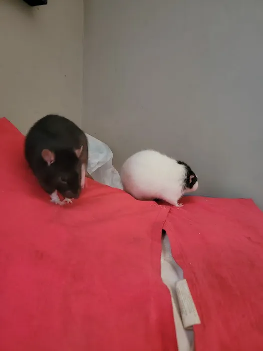 Rodent Fuel Picture 6
