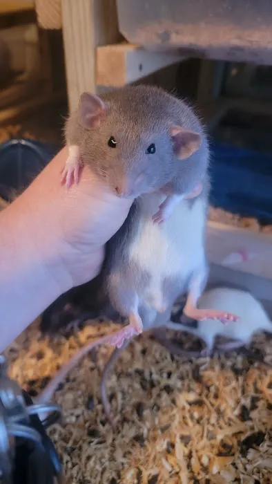 Rodent Fuel Picture 7