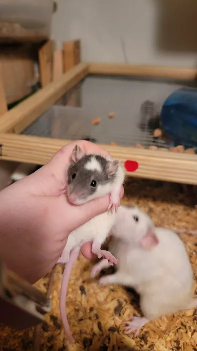 Rodent Fuel Picture 5