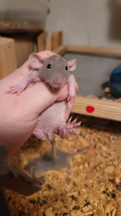 Rodent Fuel Picture 2