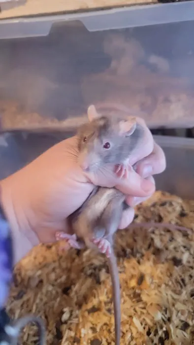 Rodent Fuel Picture 8