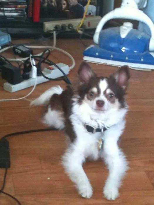 Lyons Veterinary Clinic, A Thrive Pet Healthcare Partner Picture 1
