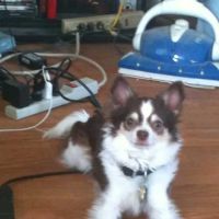 Lyons Veterinary Clinic, A Thrive Pet Healthcare Partner ico