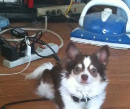 Lyons Veterinary Clinic, A Thrive Pet Healthcare Partner