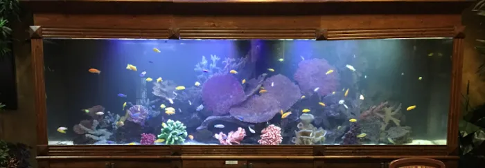 FishTankBank Picture 1