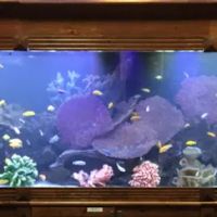FishTankBank ico