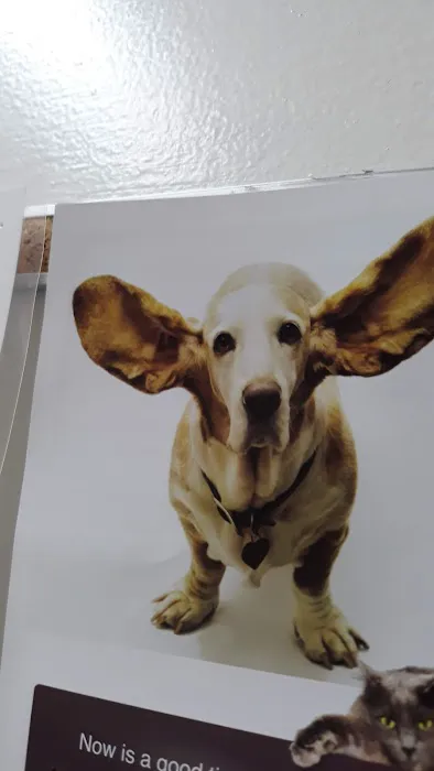 Beaver Lake Animal Hospital Picture 8