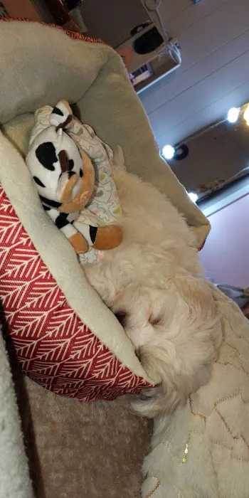 Pets Plus Picture 1