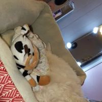 Pets Plus ico