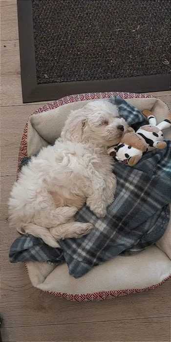 Pets Plus Picture 5