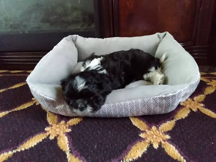 Pets Plus Picture 3
