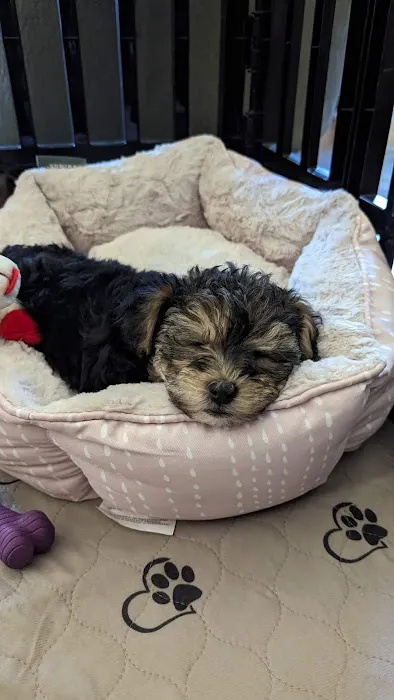 Pets Plus Picture 6