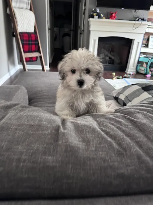 Pets Plus Picture 10