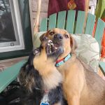 Corinth Veterinary Clinic